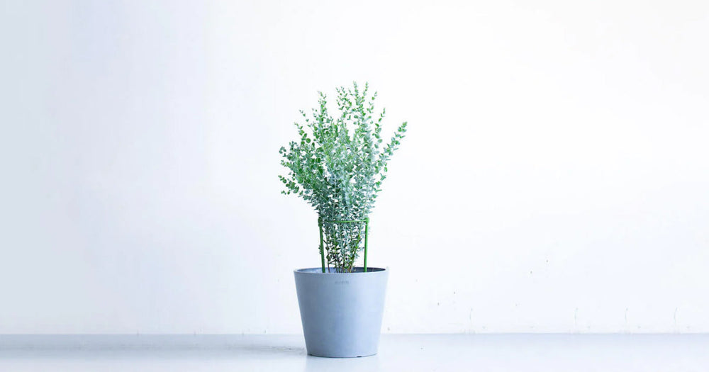 ユーカリ・ムーンラグーンの育て方