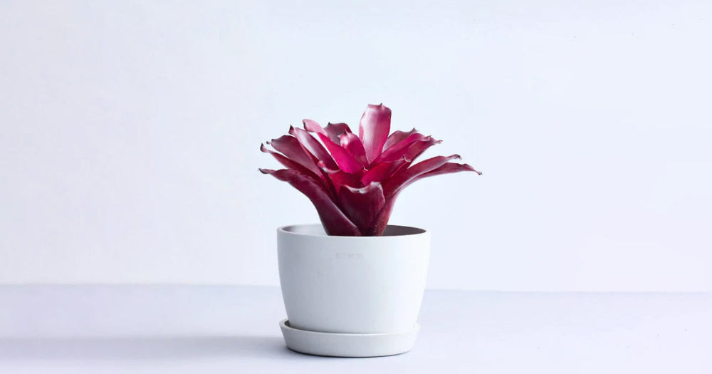 ネオレゲリアの育て方