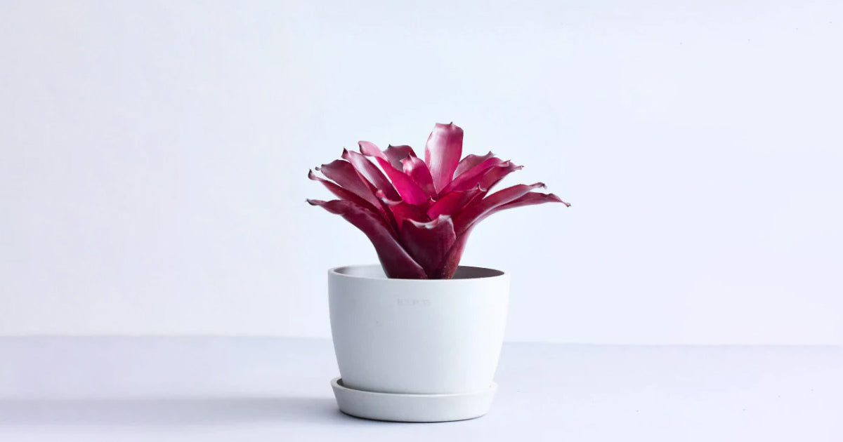 ネオレゲリア ネオレゲリア オールウェイズ カレン | GREEN LUCK