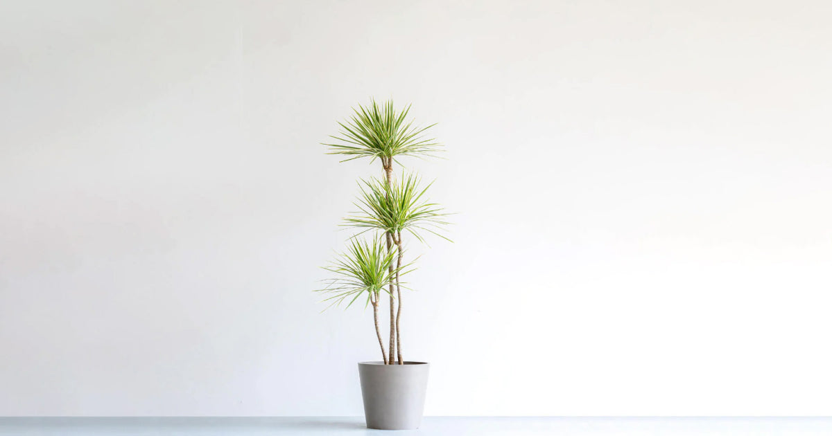 ドラセナ・コンシンネ・ホワイトボリーの育て方 | 観葉植物・お花の