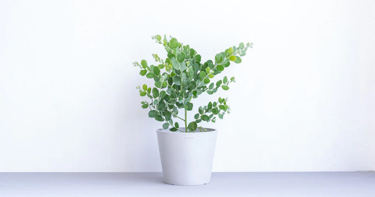 パールアカシアの育て方 | 観葉植物・お花の通販 AND PLANTS (アンド