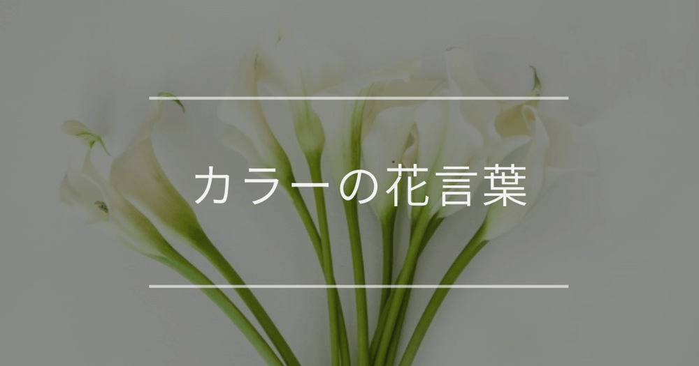 カラーの花言葉｜色別や誕生花、名前の由来について