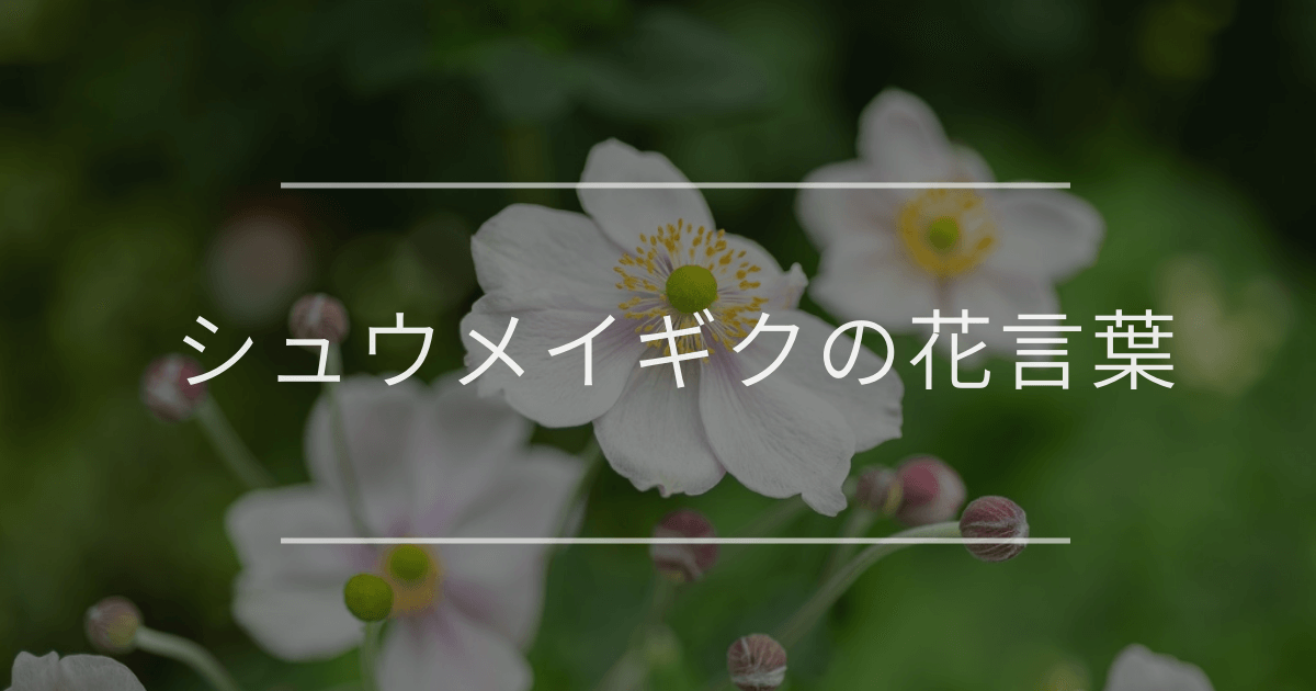 シュウメイギクの花言葉