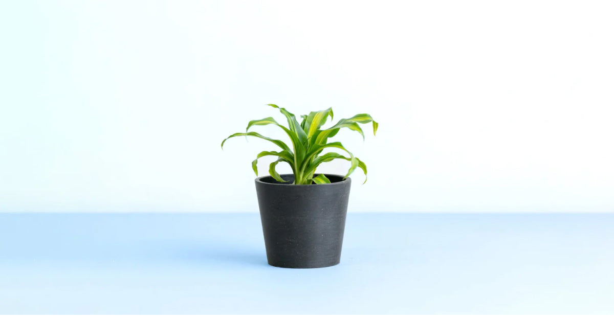 ドラセナ・ゴールドコード