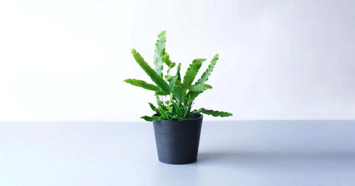フレボディウム ブルースター シダ植物 - 植物/観葉植物