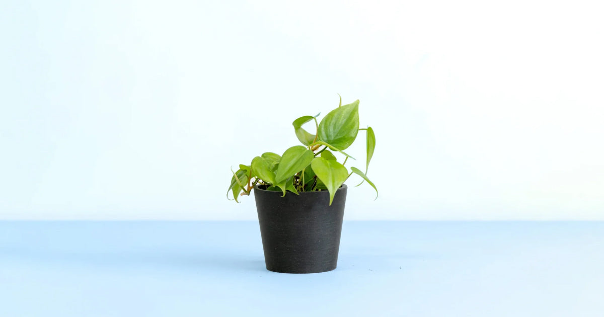 フィロデンドロン・オキシカルジューム