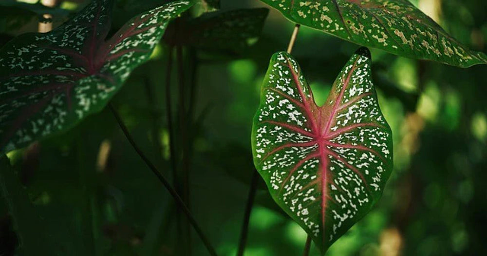 カラジウムの育て方