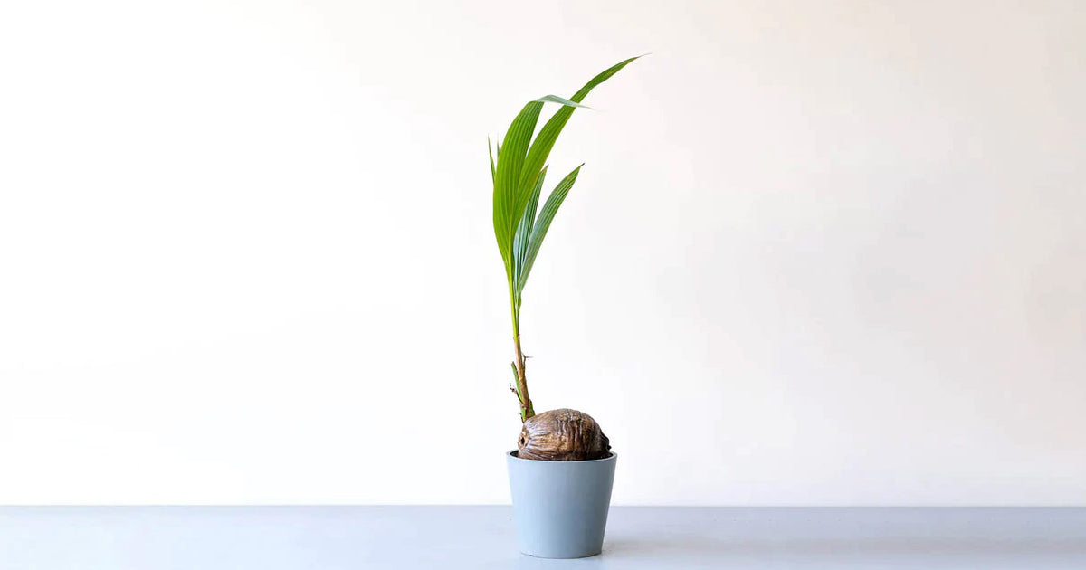 ヤシの木？みたいなやつですが、新しい葉が出てくるもののすぐ