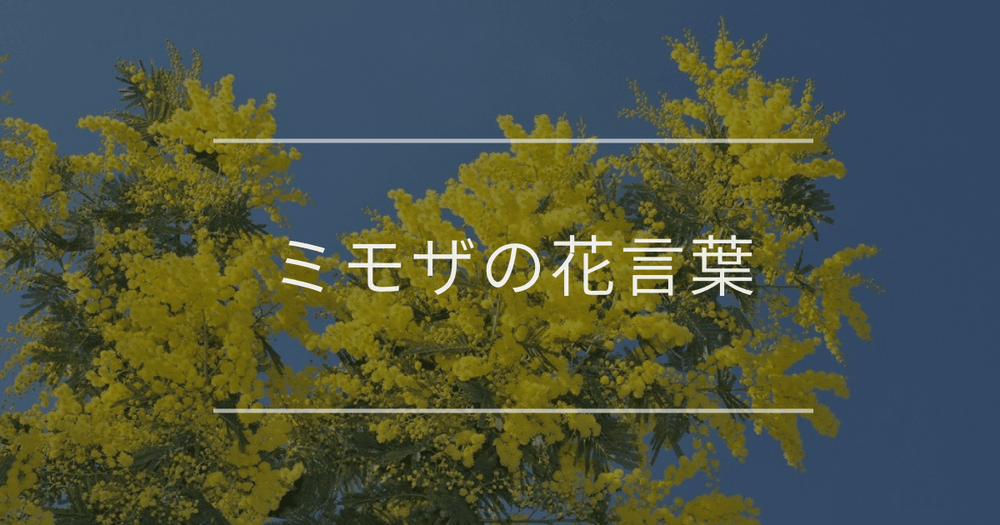 ミモザの花言葉｜色別の花言葉や誕生花、名前の由来について