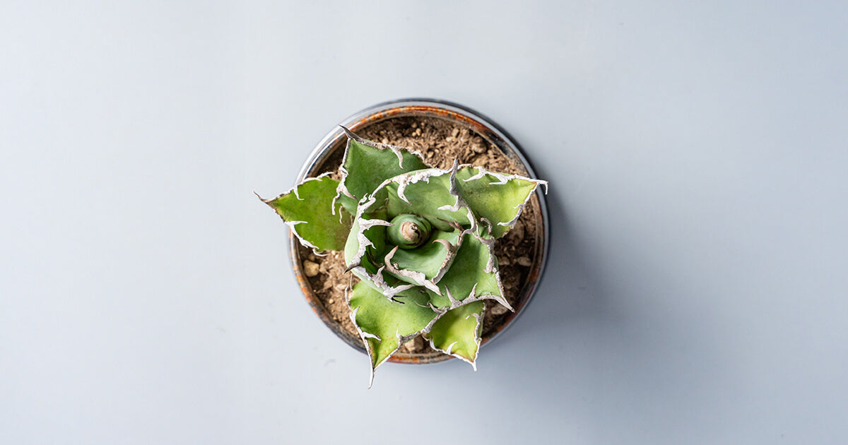 アガベ・チタノタ シーザー（凱撒）の育て方｜枯らさないコツや増やし方