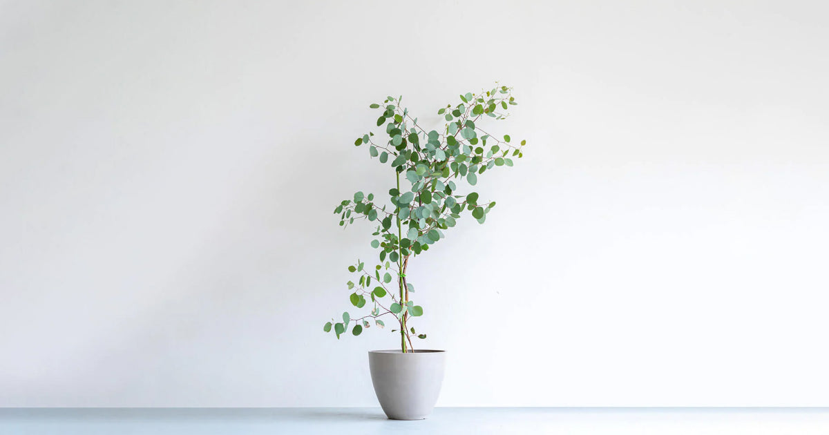 ユーカリ・ポポラス