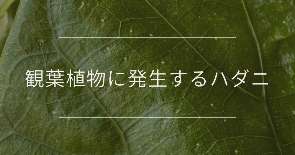 観葉植物に発生するハダニ｜対処と予防法の紹介