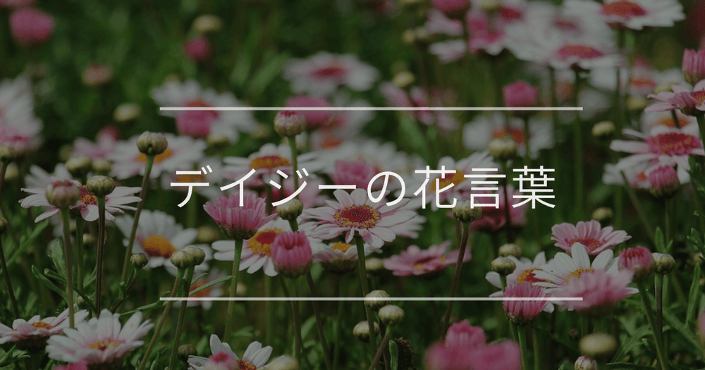 デイジー（ヒナギク）の花言葉｜色別の花言葉や誕生花、名前の由来