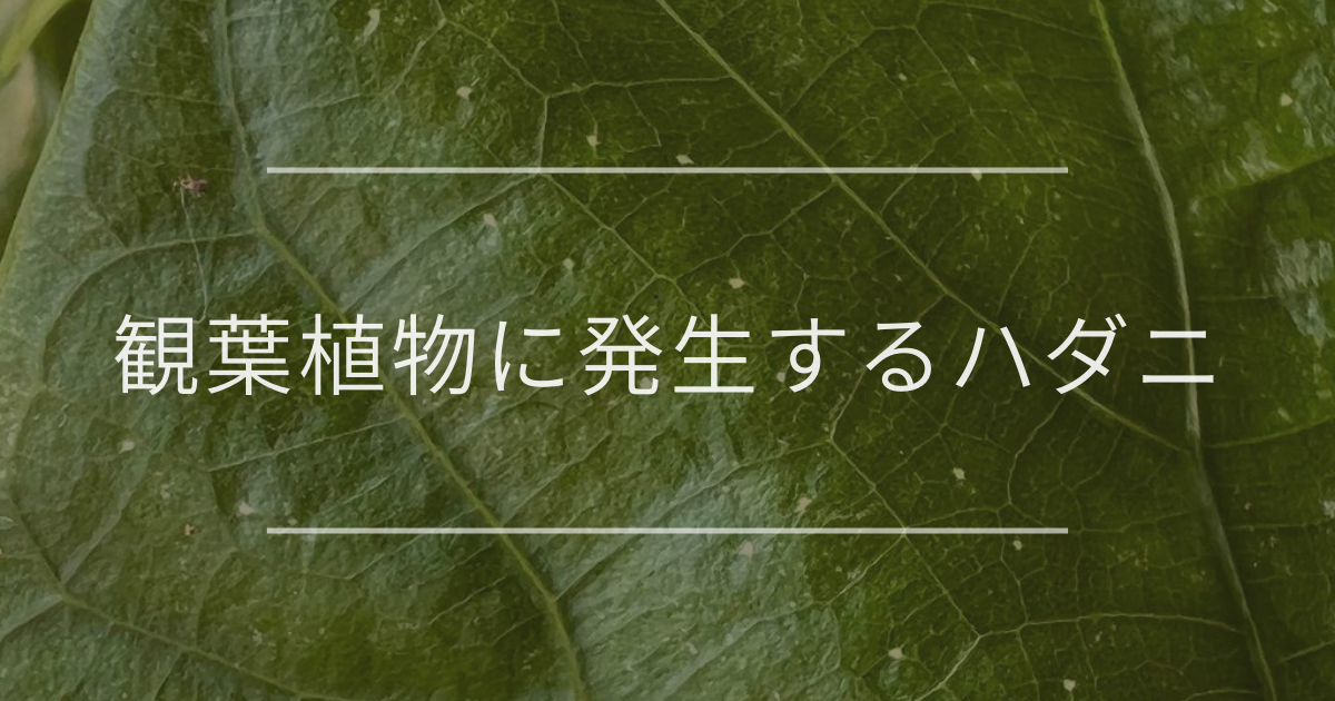 梨(なし)のハダニ類:発生状況や防除のポイント: 梨 防除 農薬 – BEKMX