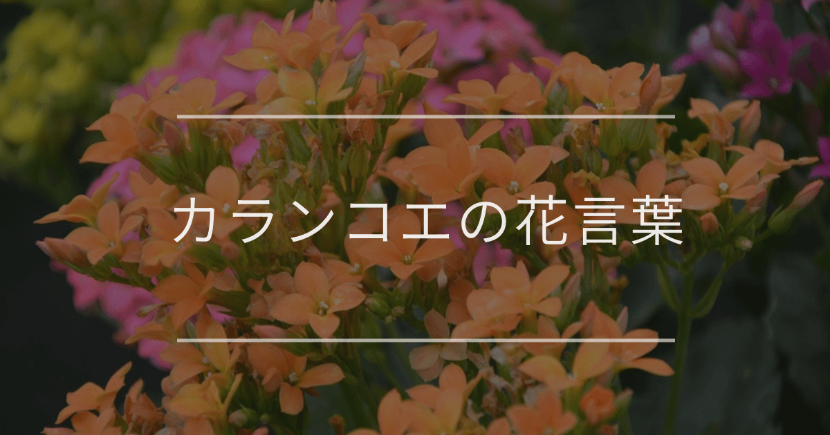 カランコエの花言葉｜色別の花言葉や誕生花、名前の由来