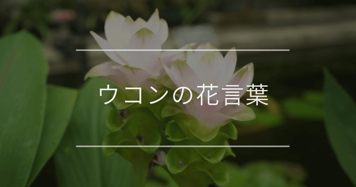 ウコンの花言葉