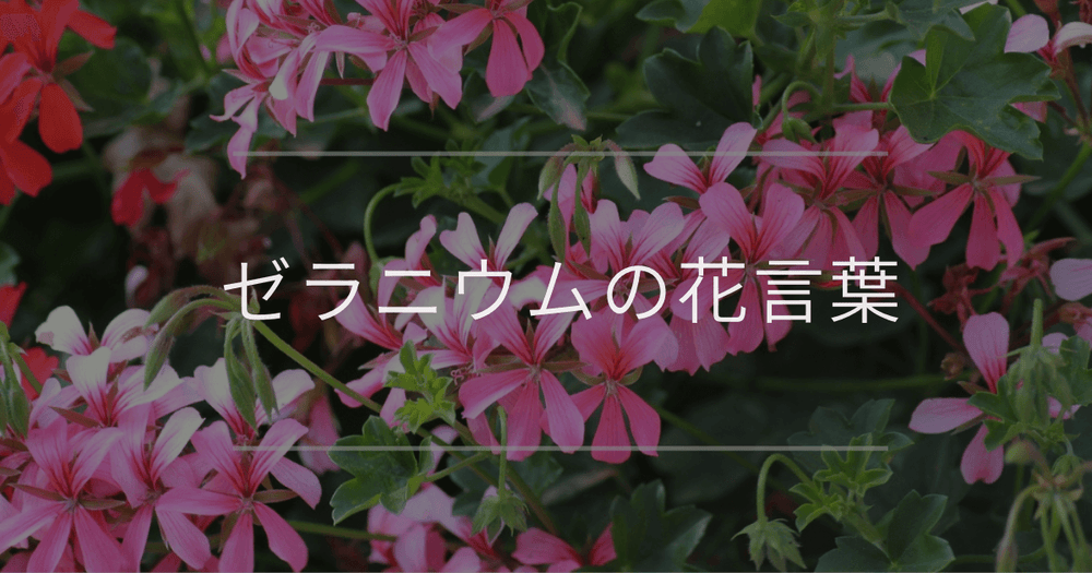 ゼラニウムの花言葉｜色別の花言葉や誕生花、名前の由来