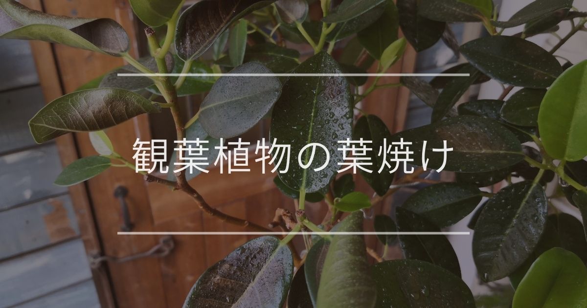 観葉植物の葉焼け