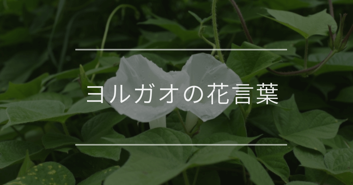 ヨルガオの花言葉｜色別や誕生花、名前の由来