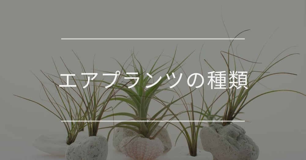 エアプランツの種類｜おすすめや選び方について