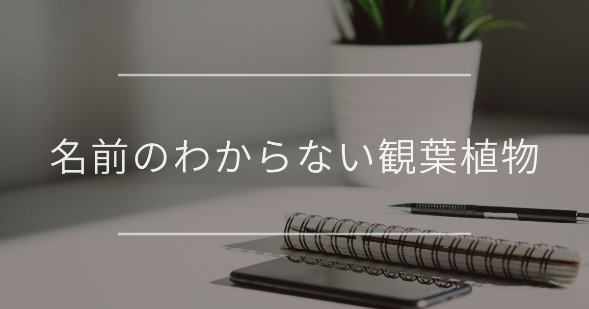 名前のわからない観葉植物｜調べる方法と種類について | 観葉植物