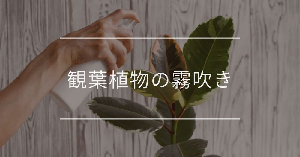 観葉植物の霧吹き｜頻度や上手なやり方について