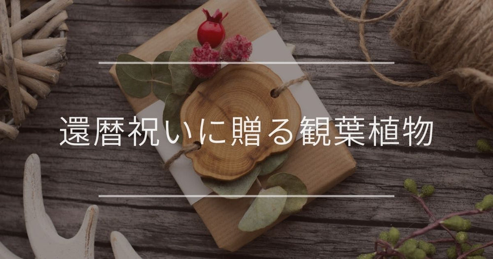 還暦祝いに贈る観葉植物｜選び方やマナーについて