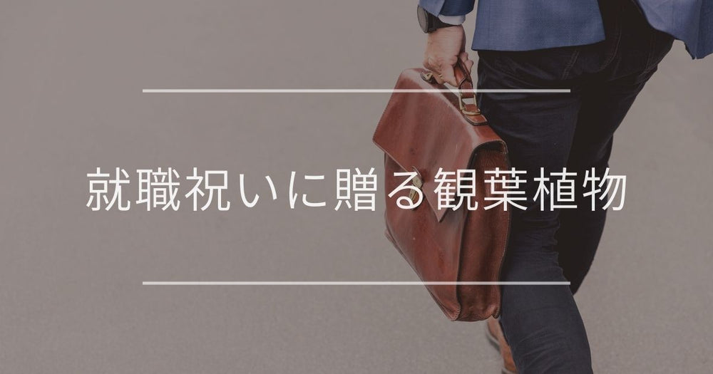 就職祝い・内定祝いに贈る観葉植物｜おすすめと選び方