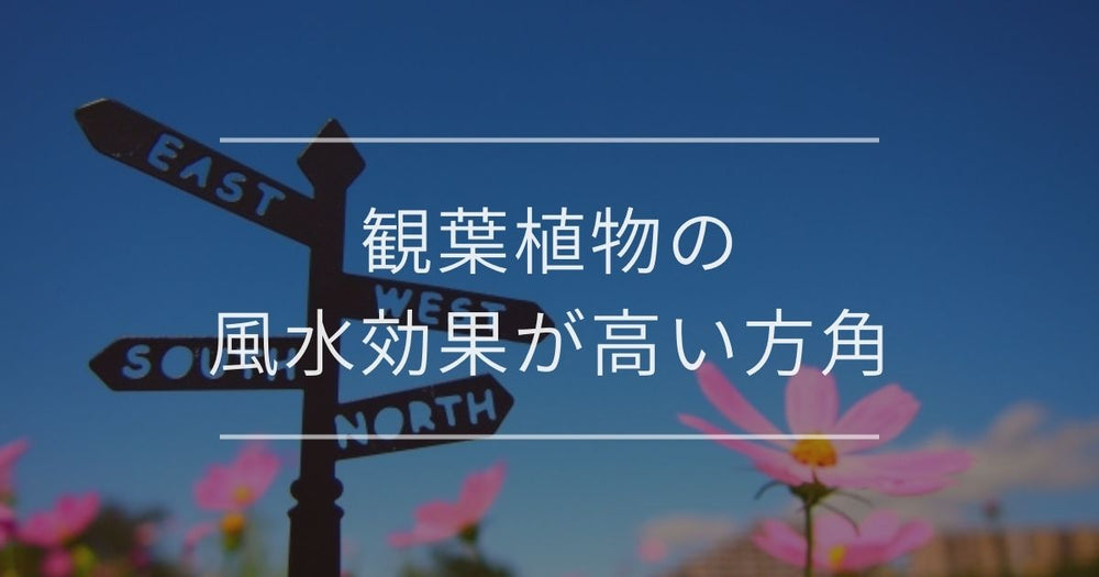 観葉植物の風水効果が高い方角｜おすすめと扱い方について
