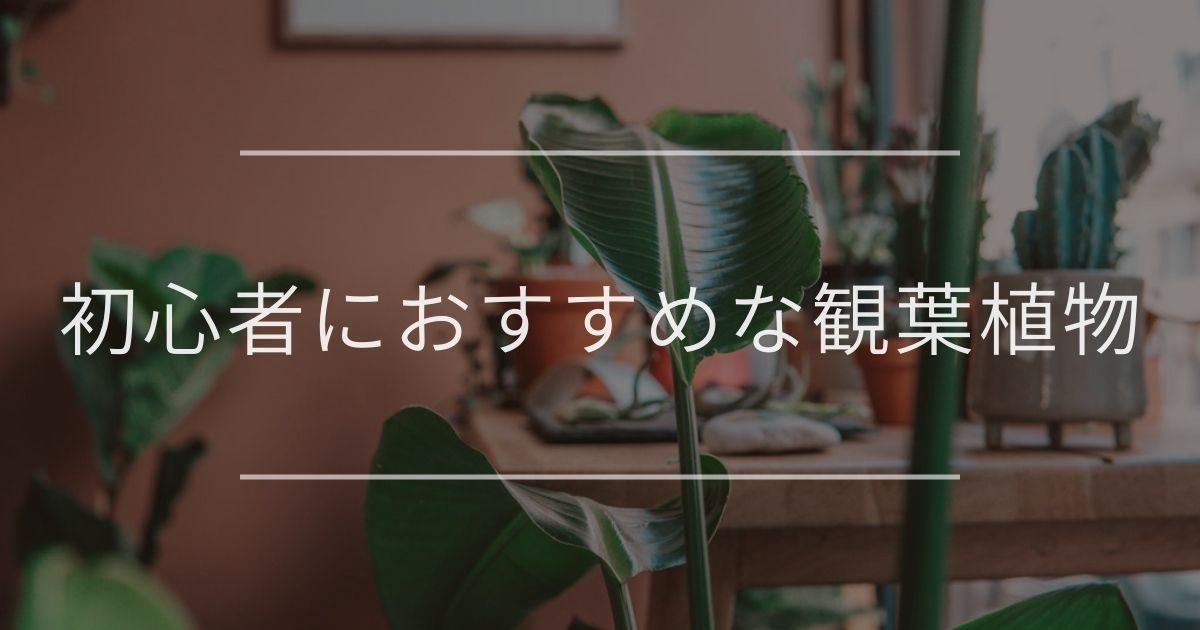 初心者におすすめな観葉植物