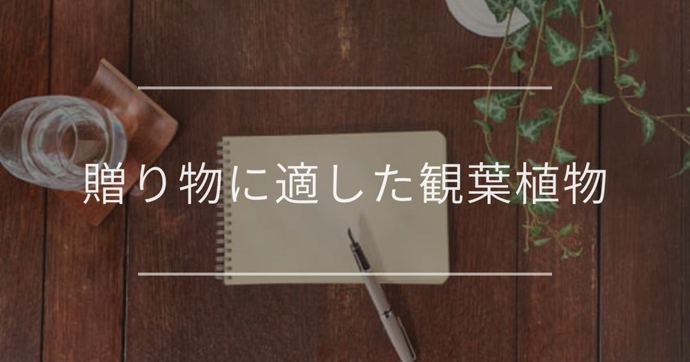 プレゼントに喜ばれる観葉植物｜ギフトシーン別や選び方について