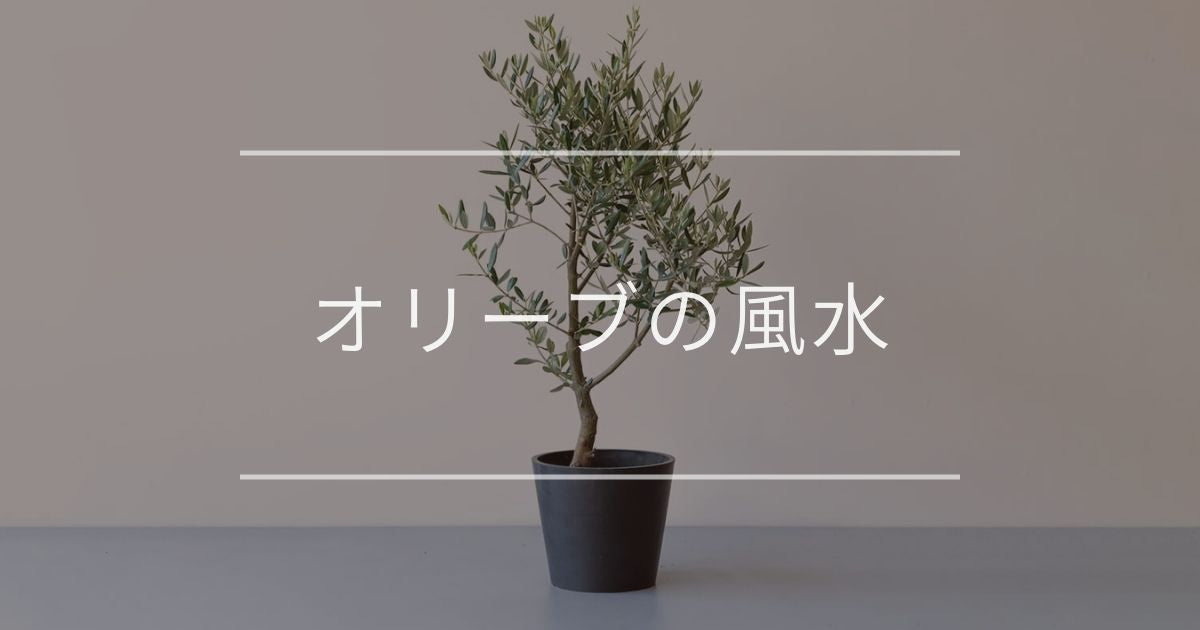 オリーブ　オリーブの木　古木　盆栽　植木　シンボルツリー