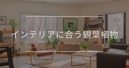 インテリアに合う観葉植物｜コーディネート例や飾り方