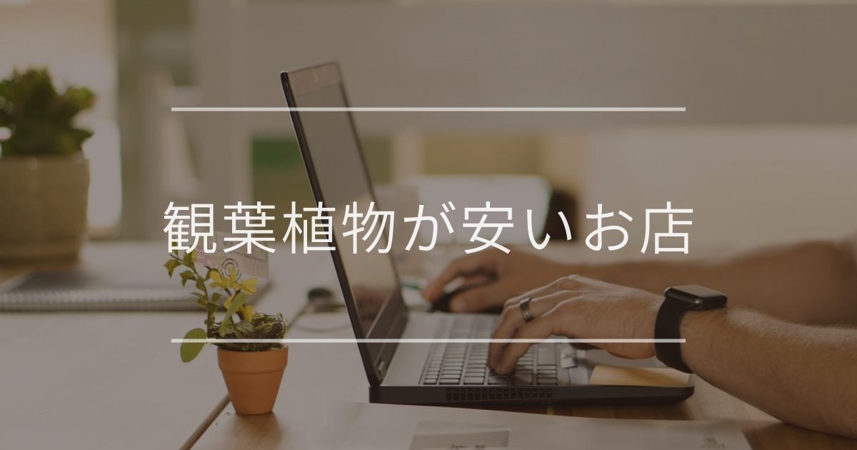 観葉植物が安いお店｜おすすめやケア方法について