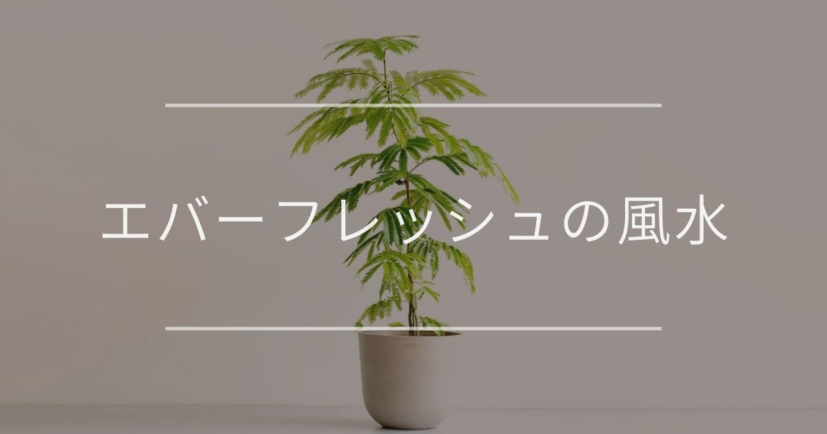 エバーフレッシュの風水