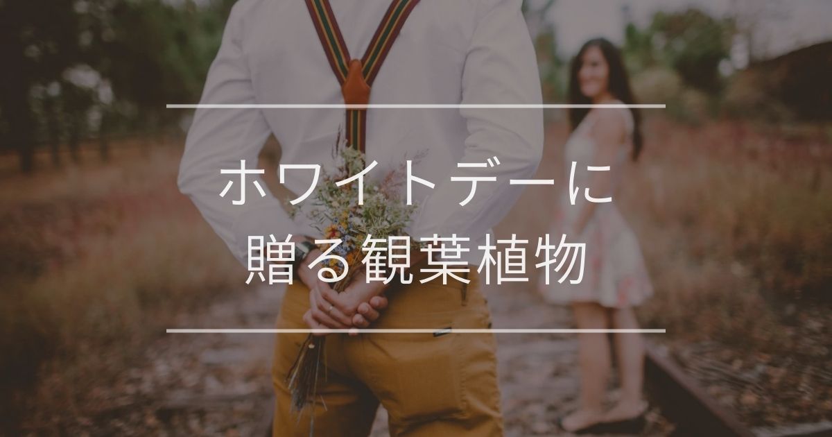 ホワイトデーに贈る観葉植物6選｜女性が喜ぶ理由や注意点を解説