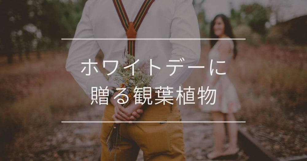 ホワイトデーに贈る観葉植物6選｜女性が喜ぶ理由や注意点を解説