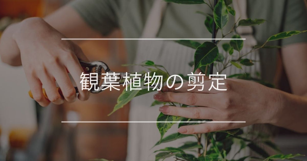 観葉植物の剪定｜適切な時期とやり方について