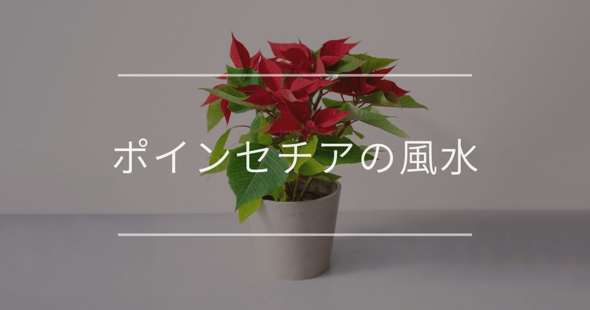 ポインセチア
