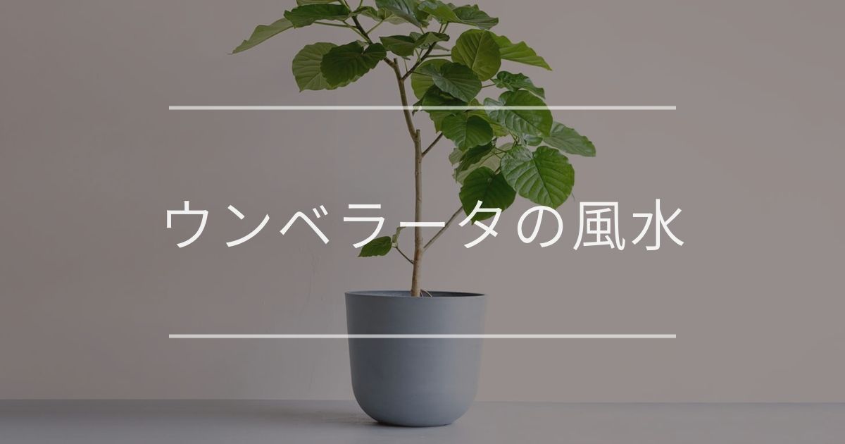 ウンベラータの風水|置き場所と方角について | 観葉植物の通販 AND ...