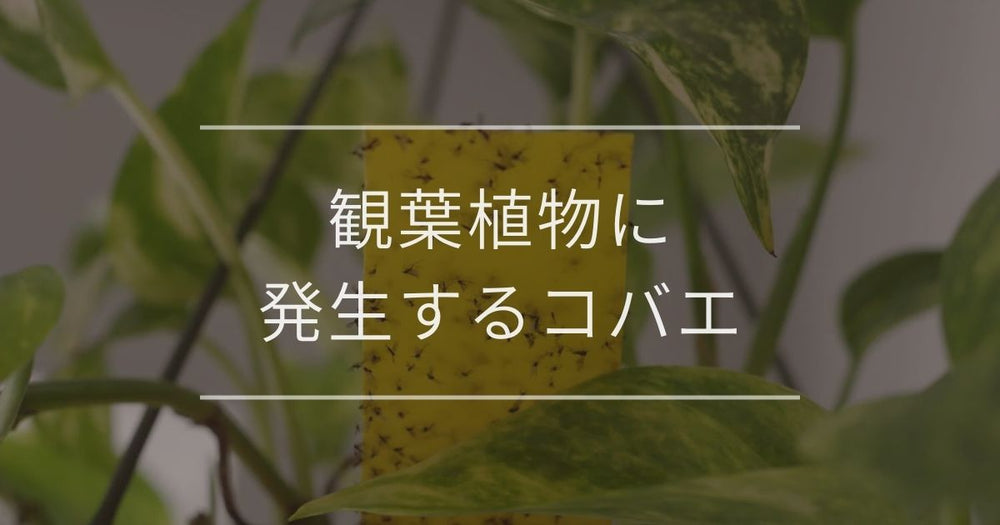 観葉植物に発生するコバエ｜対策と原因について