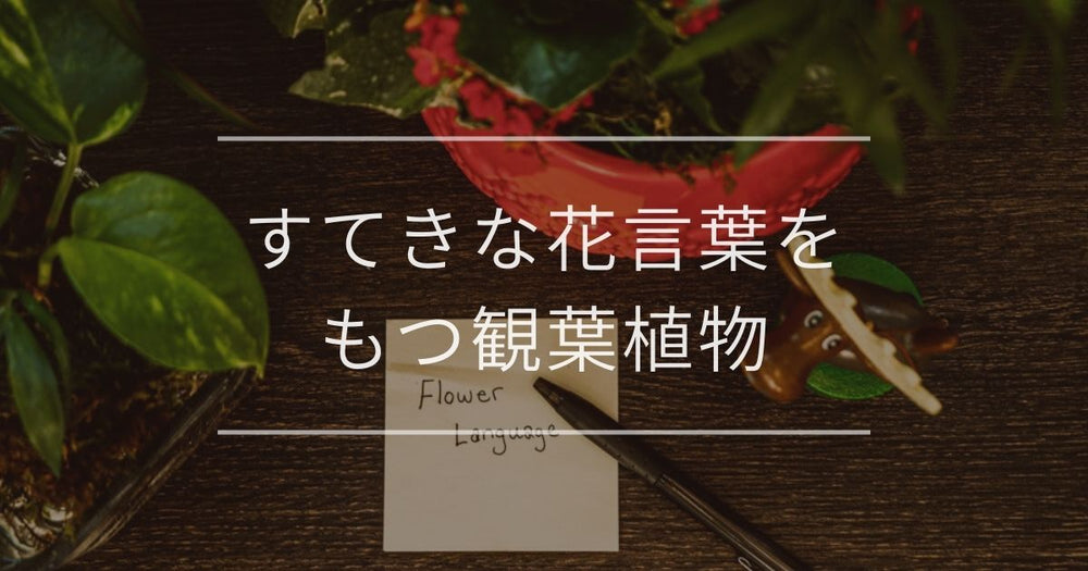 【保存版】素敵な花言葉をもつ観葉植物｜意味を知って運気アップ