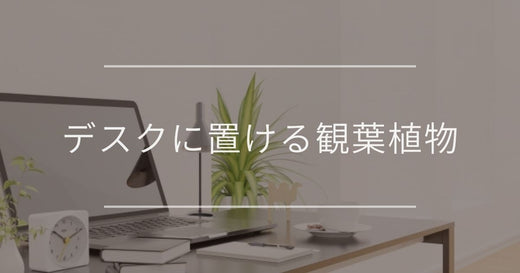 デスクに置ける観葉植物