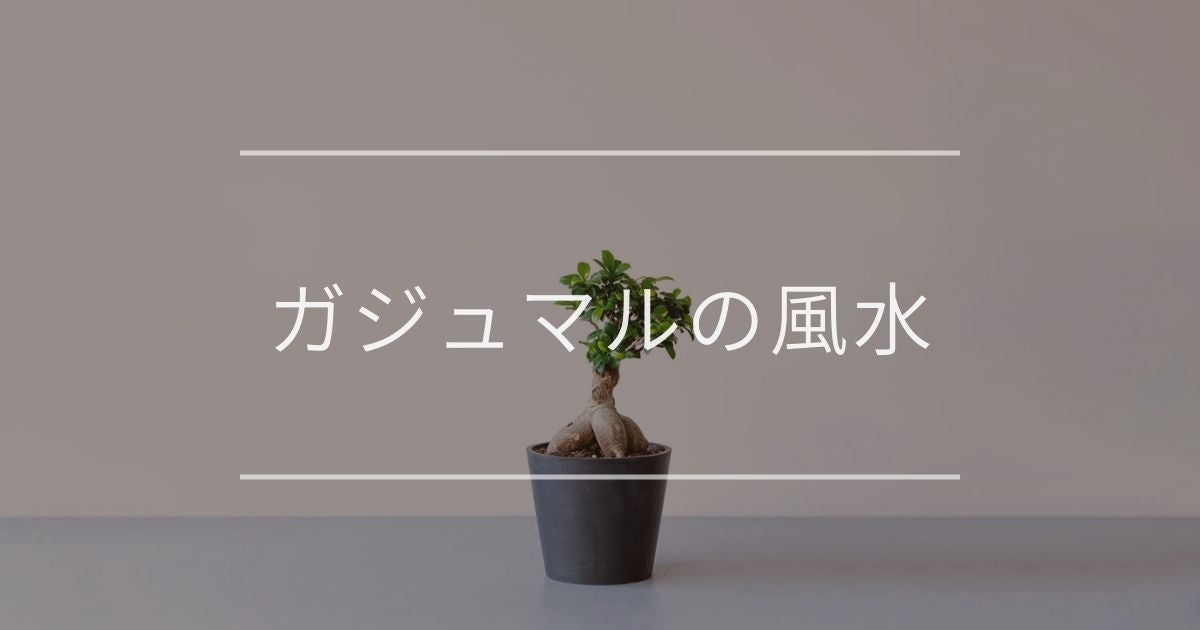 ガジュマル