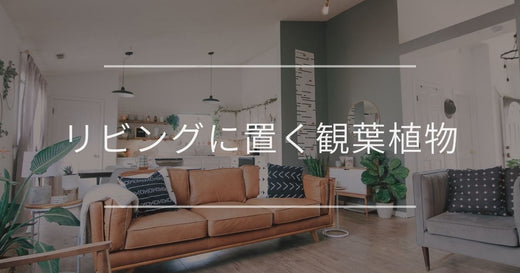 リビングに置くおしゃれな観葉植物