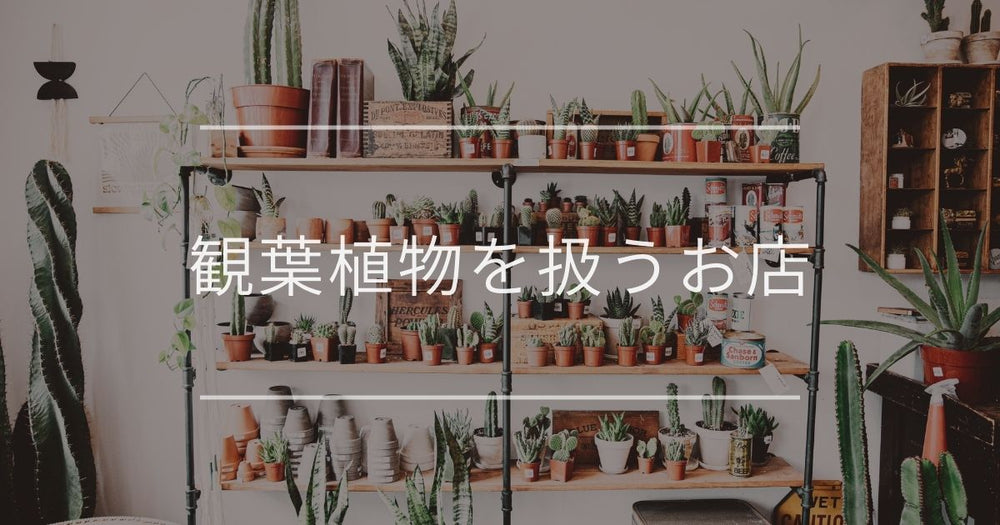 観葉植物を扱うお店｜主な選択肢とおすすめ植物について