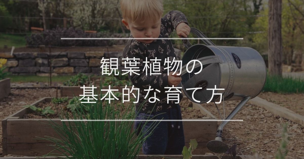 観葉植物の育て方|コツや管理法について | 観葉植物の通販 AND PLANTS (アンドプランツ)