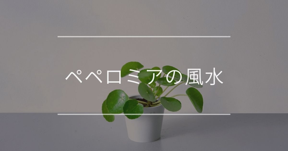 ペペロミア