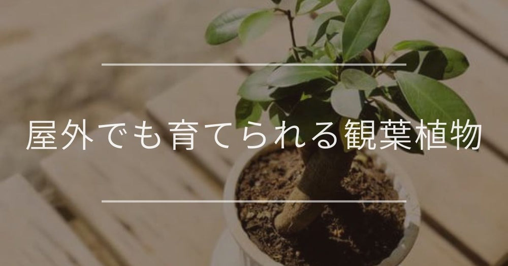 観葉植物は外でも元気に育つ｜夏と冬の育てるコツ・注意点・おすすめ