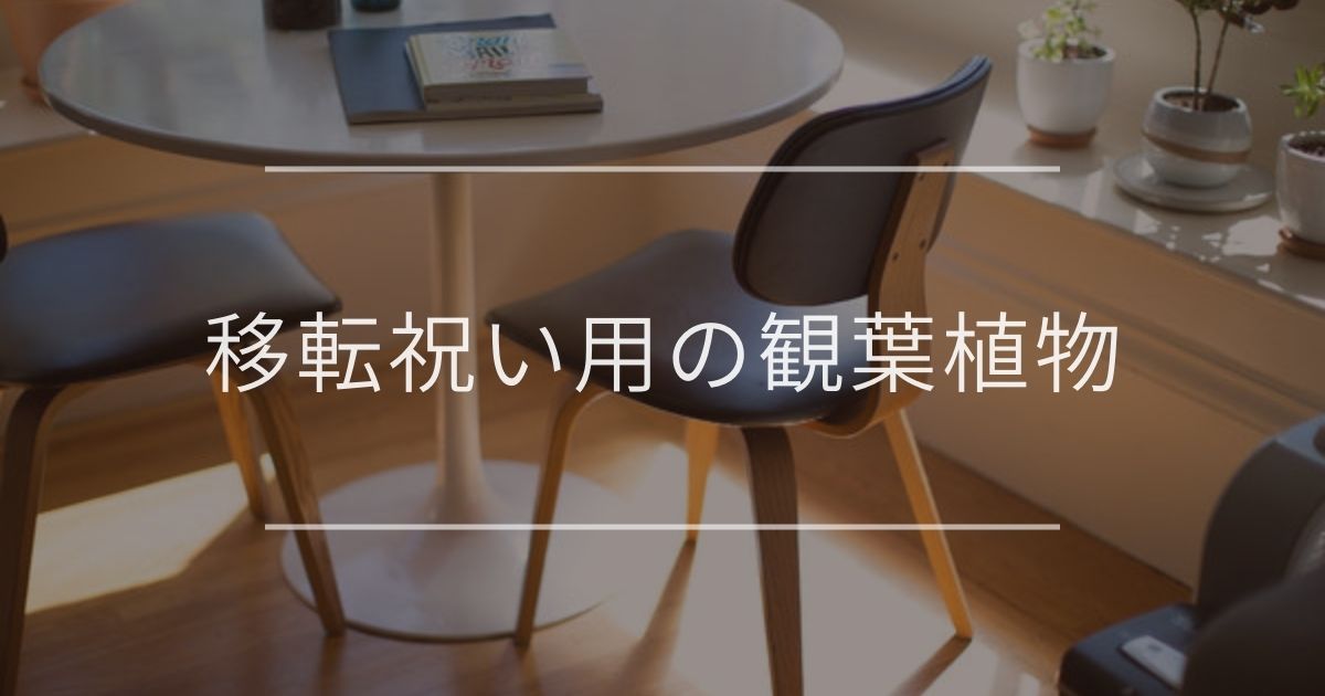 移転祝い用の観葉植物